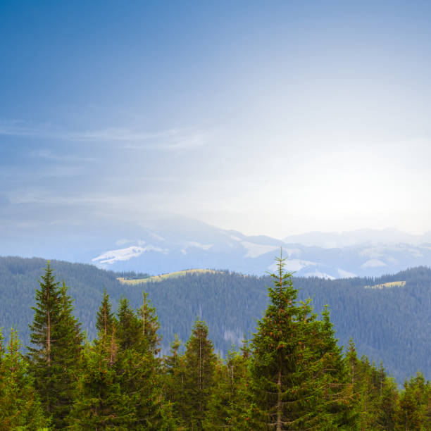 istock pine mountain  forest at the sunrise 1309886315