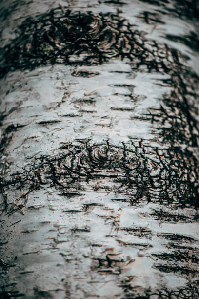 Plants and Flowers: macrophotography of birch bark - Betulaceae