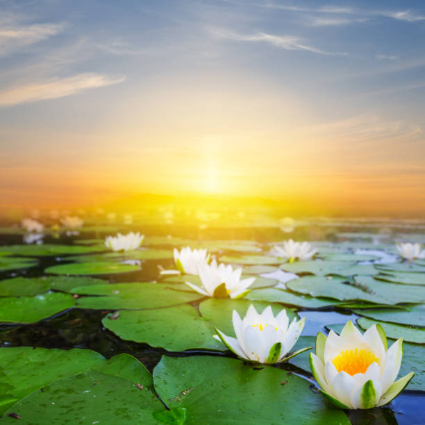 istock sunset over a lake with lilies 1309886392