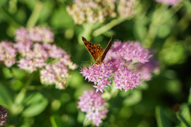 Insect butterfly resting on flower Insect butterfly resting on flower 秋天 stock pictures, royalty-free photos & images