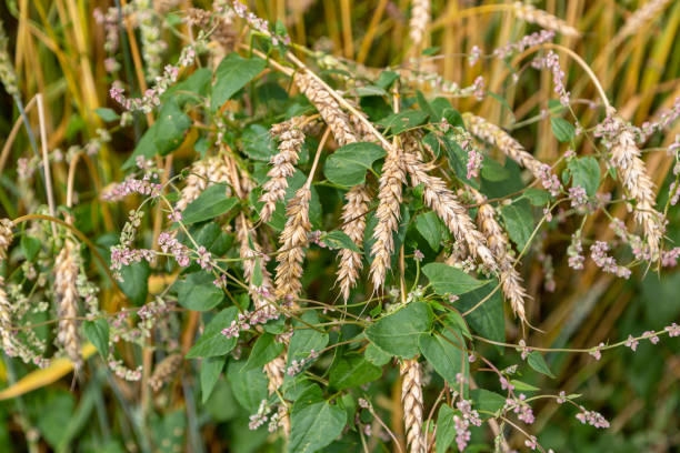 bindweed highlander in golden wheat crops - uncultivated imagens e fotografias de stock