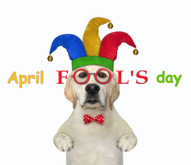 istock Dog labrador celebrates fool's day 1309888860