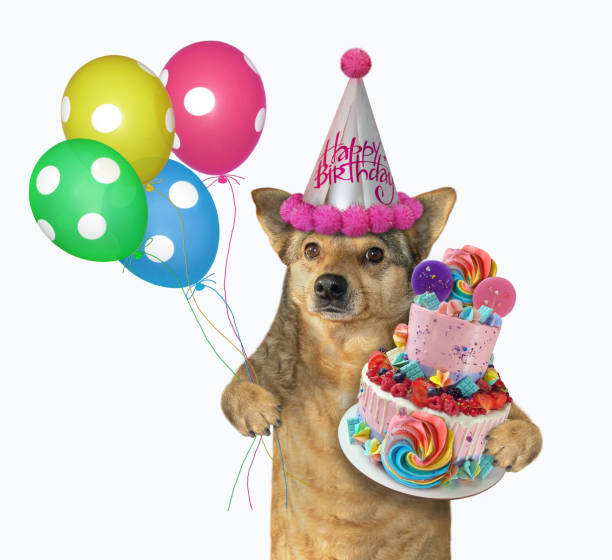 istock Dog in hat celebrates birthday 2 1309888861