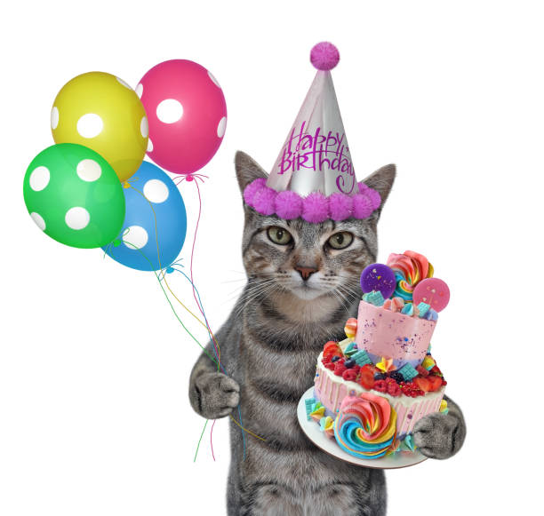 istock Cat gray in hat celebrates birthday 3 1309888862