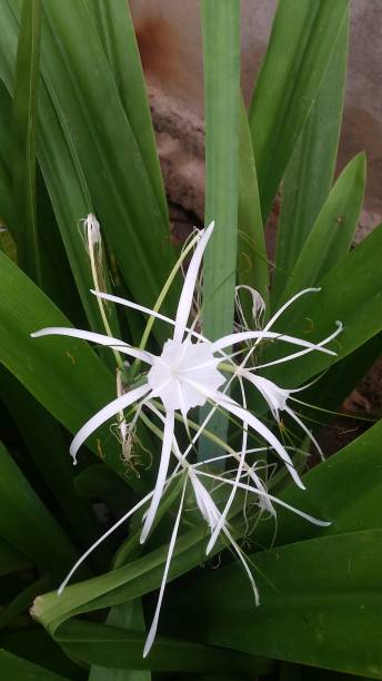 istock Very beautiful lily flower for its white nitrides 1309889057