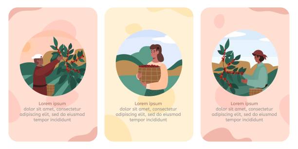 Cards or onboarding pages with farmers processing coffee vector illustration. Cards or onboarding pages set with farmers processing coffee isolated flat vector illustration. Coffee shop or cafeteria posters or banners collection. plantation stock illustrations
