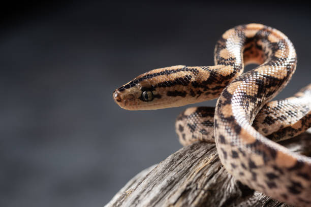 istock Brazilian Rainbow Boa head. Close up 1309889370