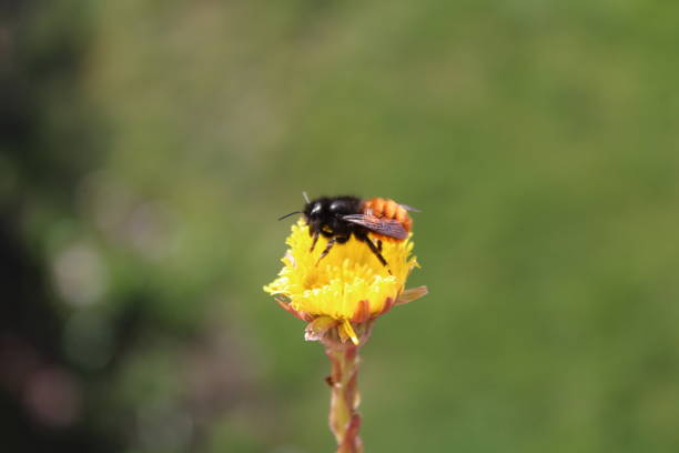 istock mason bee on a coltsfoot blossoms 1309890324