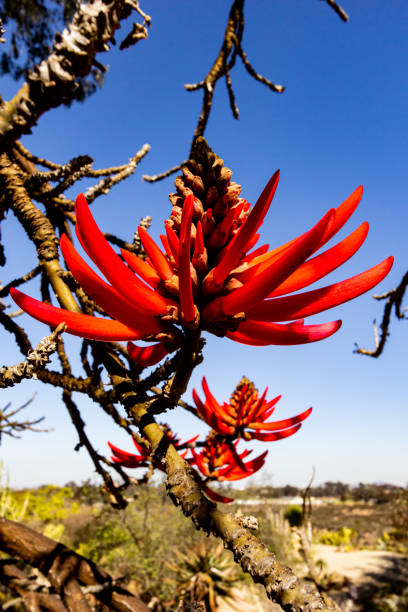 istock A flower is a flower no matter what shape or color is 1309890423