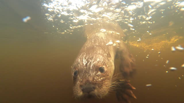 Eurasian otter (Lutra lutra) underwater in winter - action camera, Belarus
