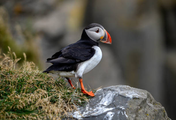 The Atlantic puffin, also known as the common puffin stock photo