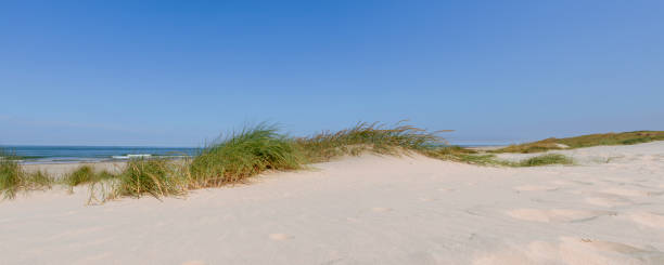 istock Dunes at the beach with Beachgrass during a beautiful summer day 1309890770