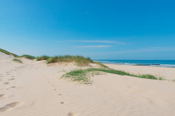 Dunes at the beach with Beachgrass during a beautiful summer day at the North Sea beach in Holland.