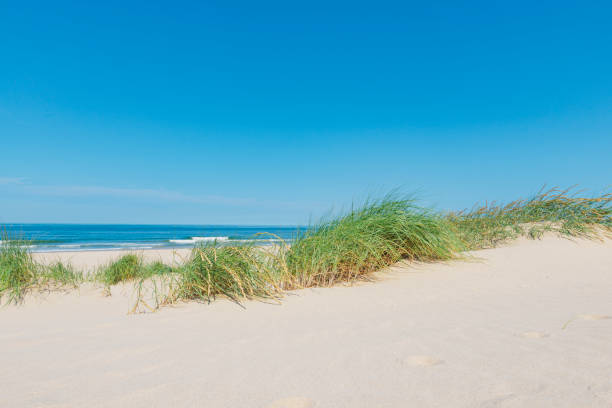 istock Dunes at the beach with Beachgrass during a beautiful summer day 1309890829