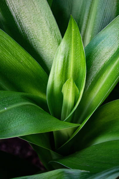 istock Green leaves, trees, shrubs and vines for your interior design solutions or any other ideas you have in mind 1309890847