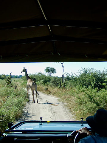 Vertical photo of the view ahead from the inside of the safari vehicle, of a giraffe on the dirt track in Ongava Game Reserve, Etosha National Park, Namibia