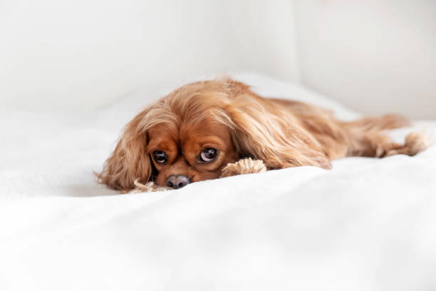 istock Cute happy dog relaxing on the white blanket 1309891695