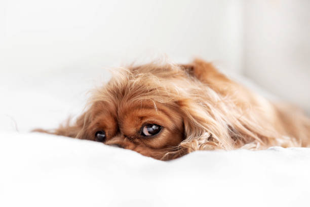 istock Cute happy dog relaxing on the white blanket 1309891698