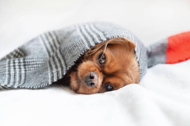 istock Dog under the scarf 1309891710