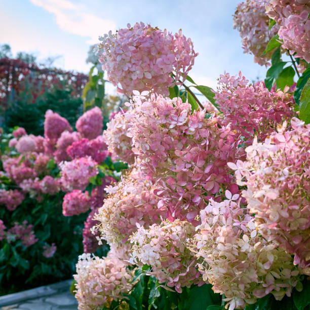 istock Delicate pink, purple and light green Hydrangea in the garden. 1309891972