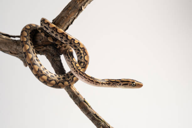 istock Rainbow boa in front of white background 1309892104