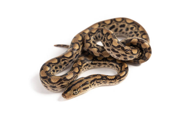 istock Brazilian Rainbow Boa (Epicrates cenchria cenchria) on white background 1309892107