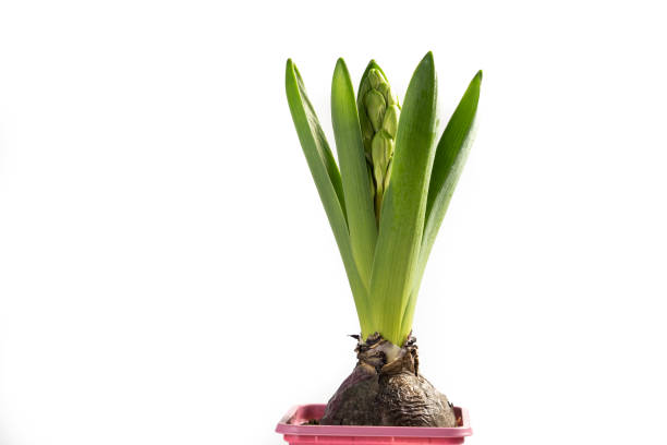istock hyacinth plants in a pot with buds isolated on white background 1309892111