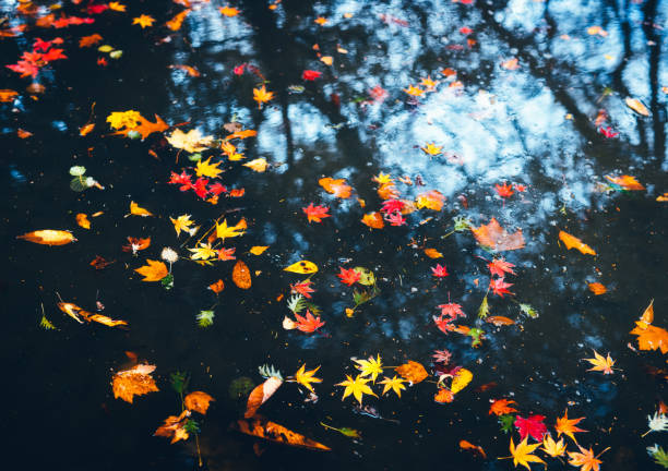 istock Colorful Autumn Leaves 1309892310
