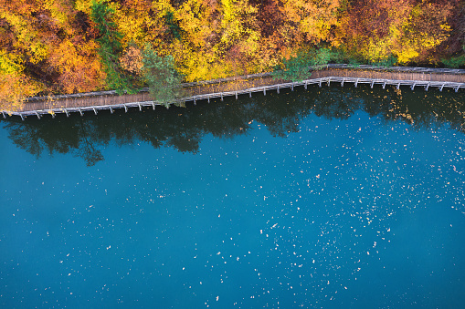 Aerial view on footpath with mixed forest in autumn colours by the beautiful blue lake.