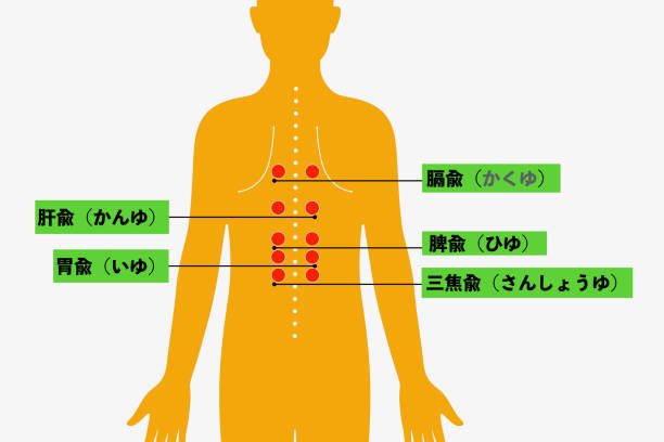 背中のアクポイント - acupoints点のイラスト素材／クリップアート素材／マンガ素材／アイコン素材
