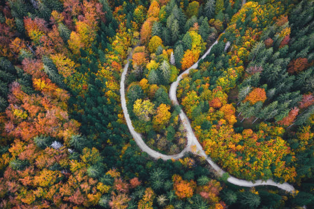 Free Stock Photo of Aerial view of autumn forest with paths and mixed ...