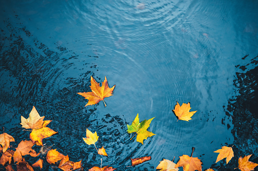 Dry autumn leaves floating on a water surface of a lake.