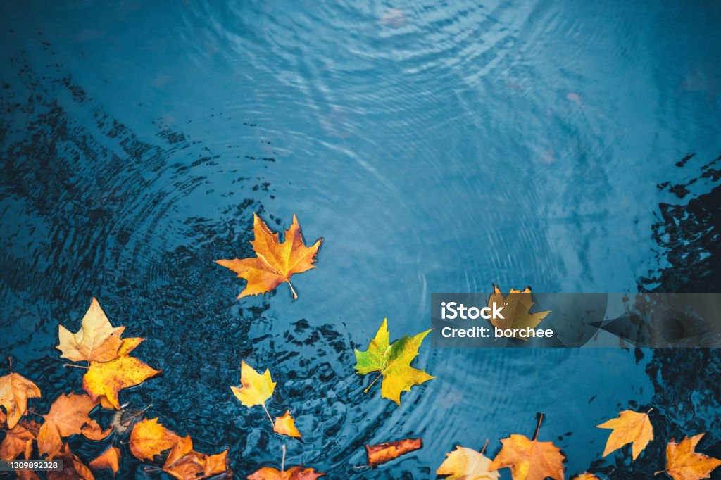 Autumn Background Dry autumn leaves floating on a water surface of a lake. Autumn Stock Photo