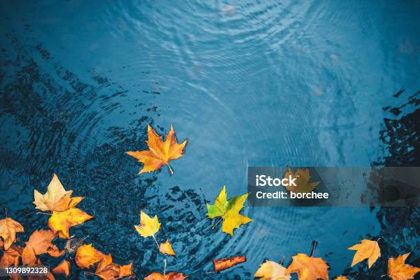 Autumn Background Stock Photo - Download Image Now - Autumn, Falling, Water