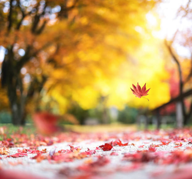 Photo of Autumn In City Park