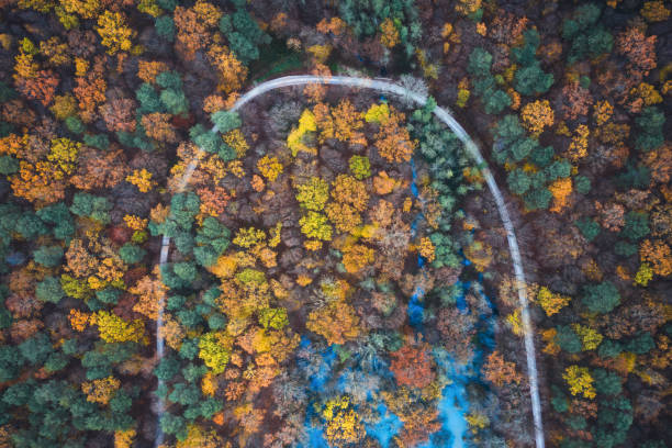 Aerial view on idyllic country road through the wet land in autumn colours.