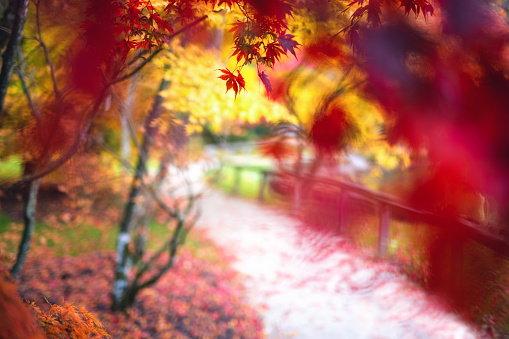 Autumn path through park.