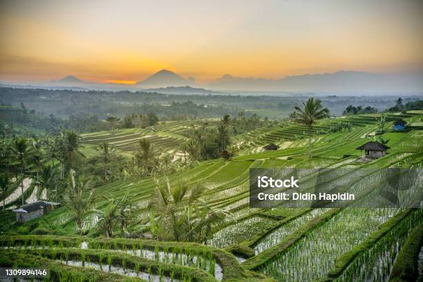 Sunrise Rice Terraces Over Looking Mount Agung Stock Photo - Download Image Now - Indonesia, Bali, Rice Paddy