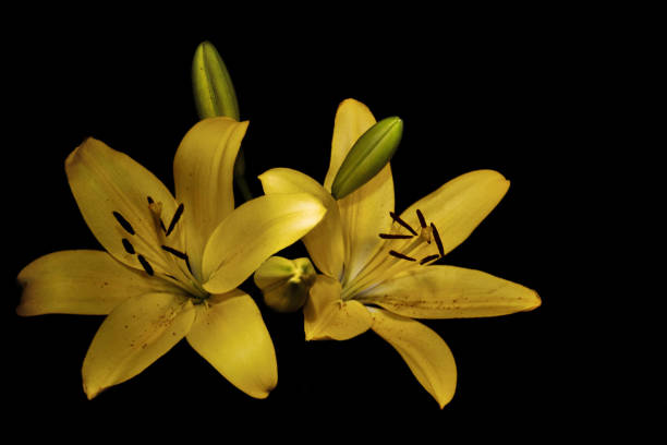 검은 배경에 아시아 노란색 백합 - asiatic lily 뉴스 사진 이미지