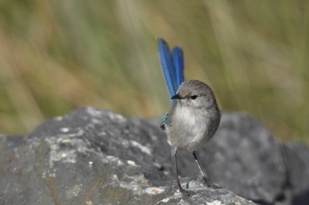 istock Female Splendid Fairy Wren 1309894808