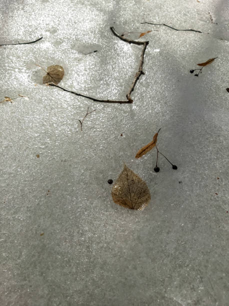 istock Linden leaf in melting ice in the sun 1309895622