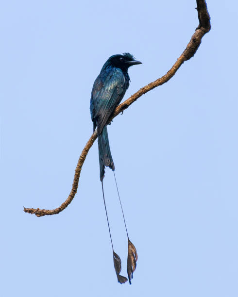 istock Back view of a Greater-racket tailed drongo perched on a tree branch in the wild 1309895930