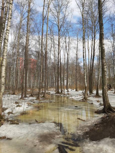 Spring forest. Thaw. Month of March