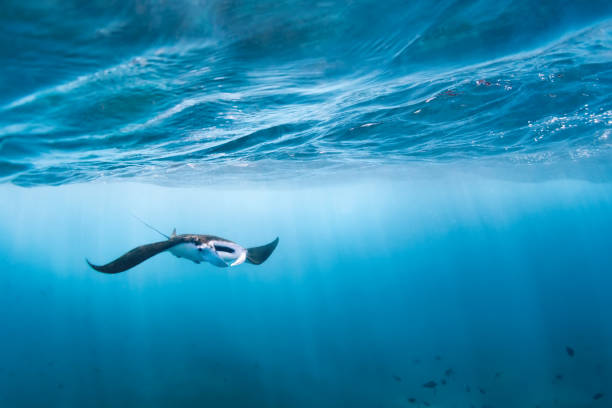istock Underwater view of hovering Giant oceanic manta ray 1309896026