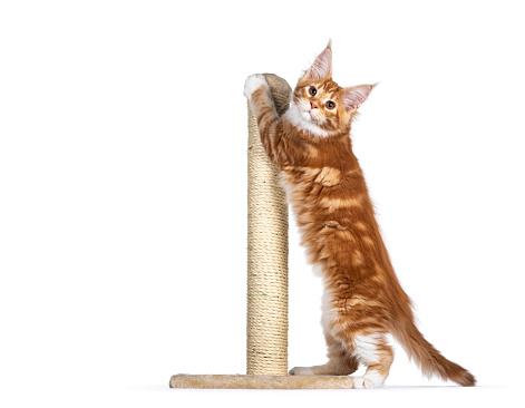 Cute red Maine Coon cat kitten, scratching nails at scratching post. Looking towards camera. Isolated on white background.