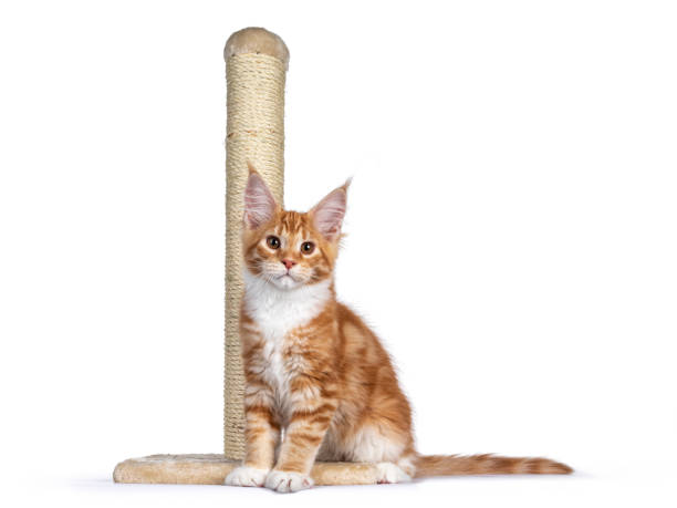 istock Red Maine Coon cat on white 1309896065