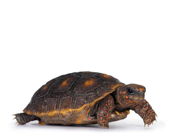 istock Red footed turtoise on white background 1309896157