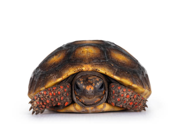 istock Red footed turtoise on white background 1309896166