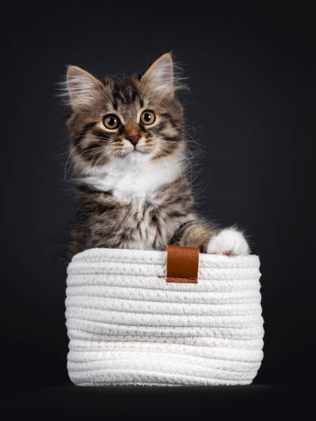 Siberian kitten on black background