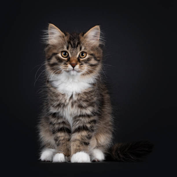 istock Siberian kitten on black background 1309896453